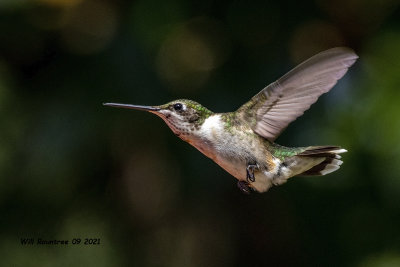 5F1A8858 Ruby-throated Hummingbird .jpg