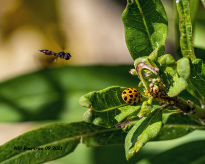 5F1A9000 Fly w Ladybug and Aphids .jpg