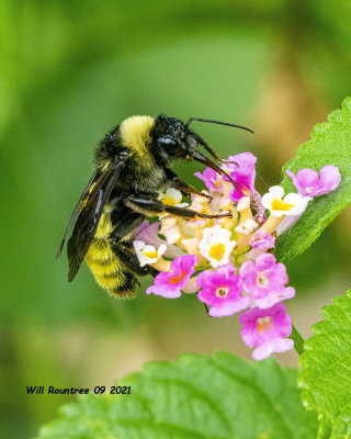 5F1A9272 American Bumble Bee (Bombus pensylvanicus) .jpg
