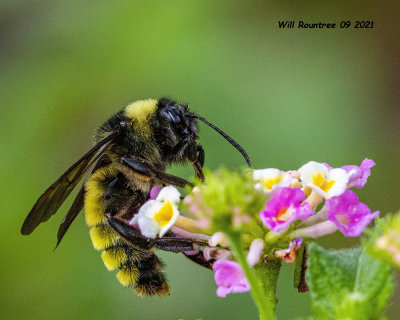 5F1A9288 American Bumble Bee (Bombus pensylvanicus) .jpg