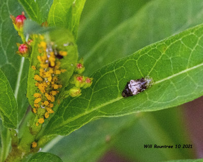 5F1A9432 Ladybug Larva .jpg