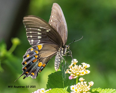 5F1A9479 Spicebush Swallowtail .jpg