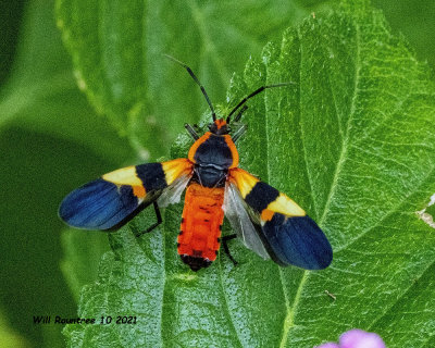 5F1A9496 Large Milkweed Bug (Oncopeltus fasciatus) .jpg