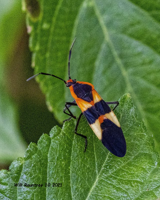5F1A9512 Large Milkweed Bug (Oncopeltus fasciatus) .jpg