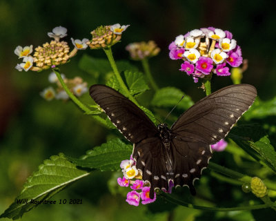5F1A9598 Pipevine Swallowtail .jpg