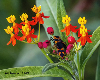 5F1A9711  Large Milkweed Bug (Oncopeltus fasciatus) .jpg