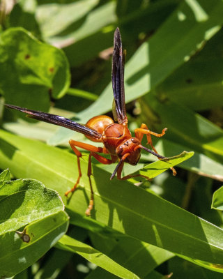 5F1A0051 Red Wasp .jpg