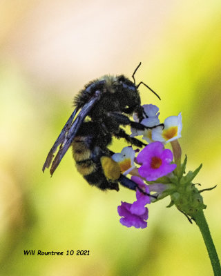 5F1A9983 American Bumblebee .jpg