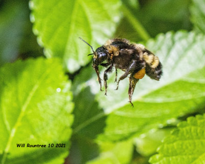 5F1A0369 American Bumble Bee .jpg