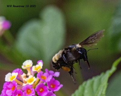 5F1A0502 American Bumble Bee .jpg