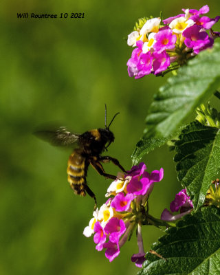 5F1A0638 American Bumble Bee Bombus pensylvanicus  .jpg
