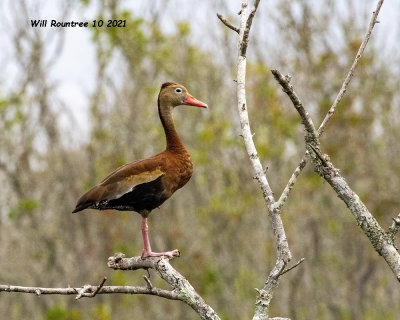 5F1A0947 Black-bellied Whistling Duck .jpg