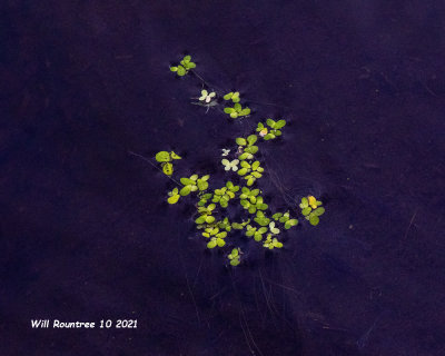 5F1A0953 Common duckweed (Lemna minor) .jpg