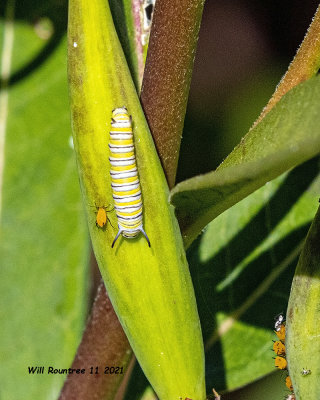 5F1A1118 Monarch Larva .jpg