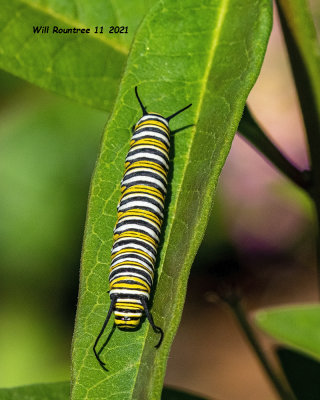 5F1A1123 Monarch Larva .jpg