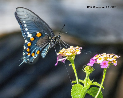 5F1A1205 Pipevine Swallowtail .jpg
