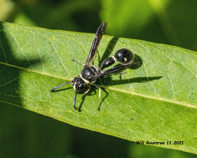 5F1A1309 Fraternal Potter Wasp (Eumenes fraternus) .jpg