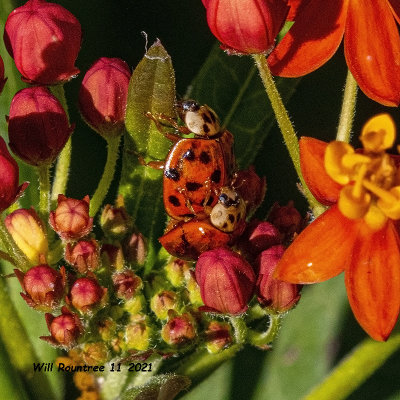 5F1A1685 Ladybug and Gentbug .jpg