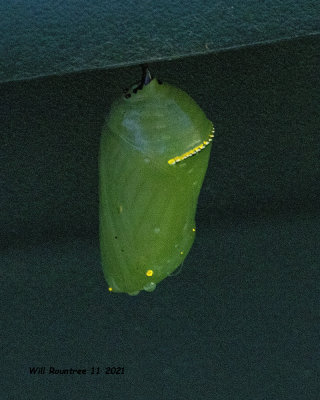 5F1A1837 chrysalis .jpg