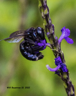 5F1A2090 Two-spotted Longhorn Bee (Melissodes bimaculatus) .jpg