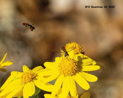 5F1A2219 Hoverfly  .jpg
