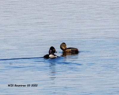 5F1A2295 Ring-necked Duck .jpg
