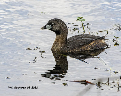 5F1A2602 Pied-billed Grebe .jpg