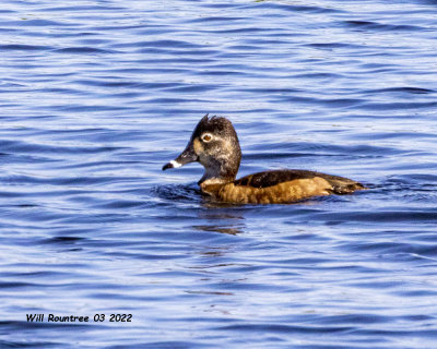 Ring-necked Duck (f)