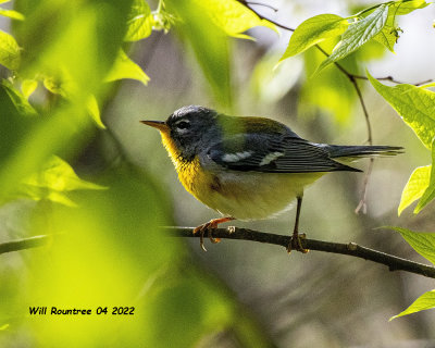 5F1A2993 Northern Parula .jpg