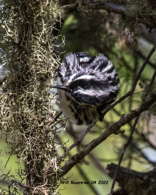 5F1A2997 Black and White Warbler .jpg