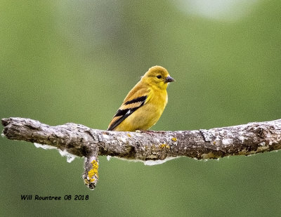 5F1A2067 American Goldfinch .jpg