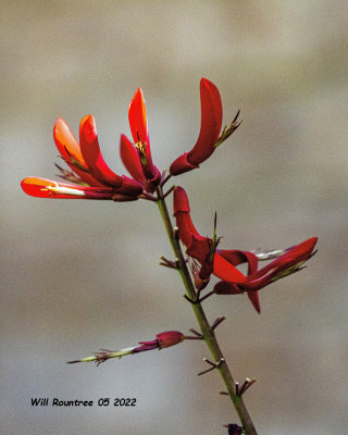 5F1A3227 Coral Bean flower .jpg