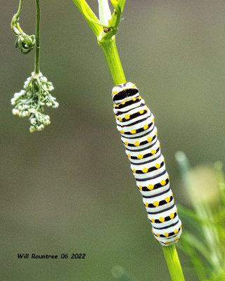 5F1A3479 Black Swallowtail larva .jpg