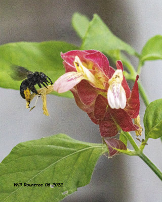5F1A3584 Two-spotted Longhorn Bee (Melissodes bimaculatus) .jpg