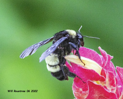 5F1A3713 American Bumblebee .jpg