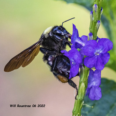 5F1A3804 American Bumblebee .jpg