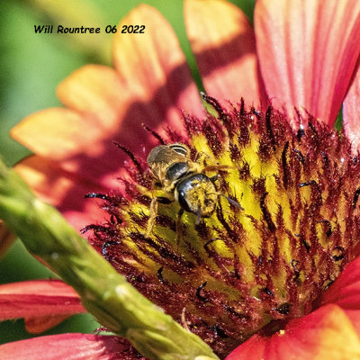 5F1A3862 Furrow Bees (Halictus) .jpg