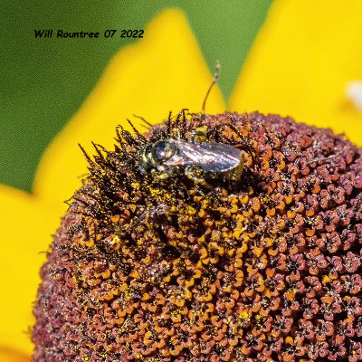 5F1A4112 Sweat Bee  .jpg