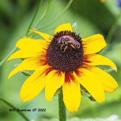 5F1A4172 Furrow Bee .jpg