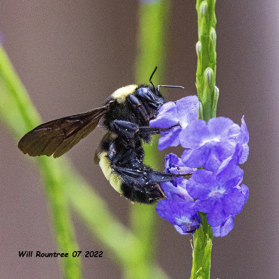 5F1A4208  American Bumble Bee .jpg