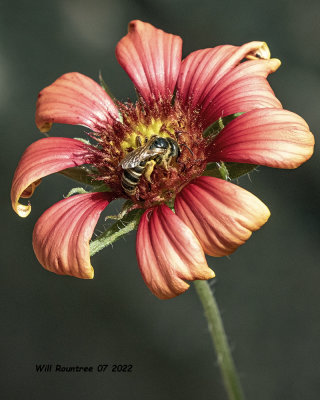 5F1A4278 bee on flower .jpg