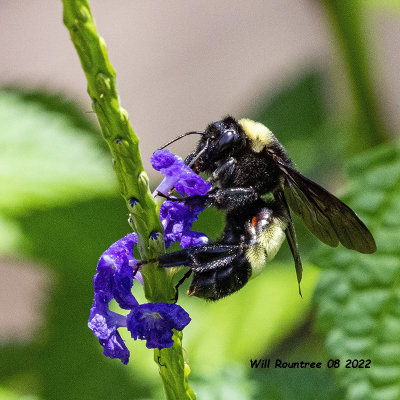 5F1A4398 American Bumblebee .jpg