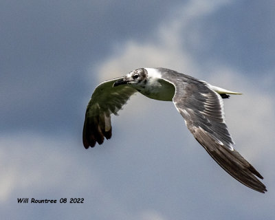 5F1A4518 Laughing Gull .jpg