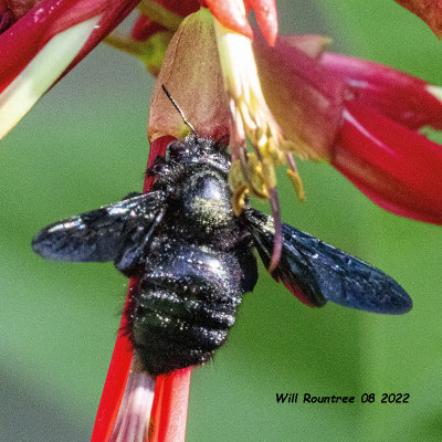5F1A4534  Strand's Carpenter Bee (Xylocopa strandi) .jpg