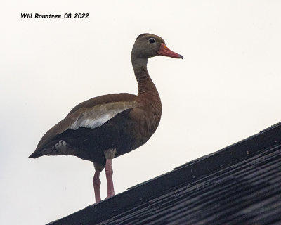 5F1A4653 Black-bellied Whistling Duck .jpg