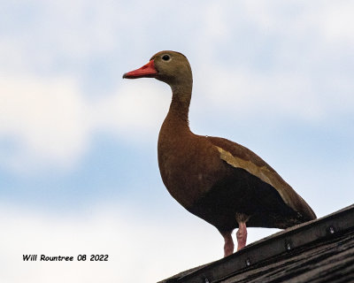 5F1A4656 Black-bellied Whistling Duck .jpg