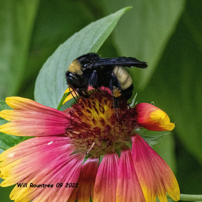 5F1A4778 American Bumble Bee (Bombus pensylvanicus) .jpg