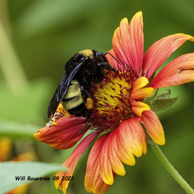 5F1A4801 American Bumble Bee (Bombus pensylvanicus) .jpg