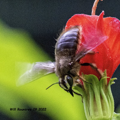 5F1A4833 Strand's Carpenter Bee (Xylocopa strandi).jpg