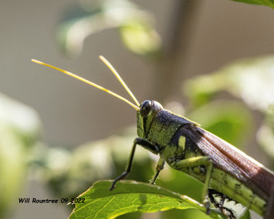 5F1A4927 Grasshopper .jpg